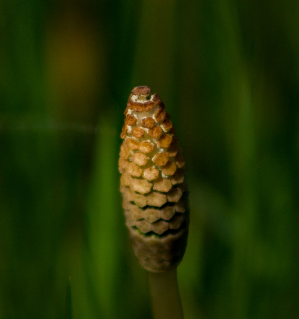 Equisetum arvense