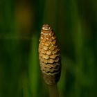 Equisetum arvense