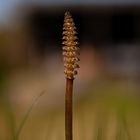 Equisetum arvense