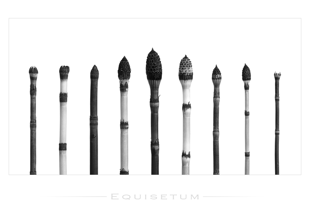 equisetum