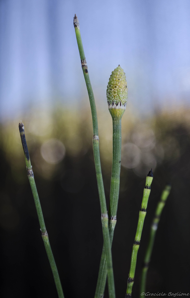 Equisetum hyemale