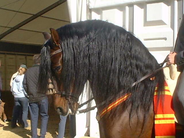 EQUITANA 2003