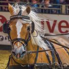 Equitana - Bilder 2017 (1)