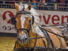 Equitana - Bilder 2017 (1)