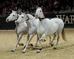 Equitana.........drei Andalusierstuten in traditioneller Koppelung