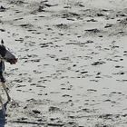 Equitation sur la plage