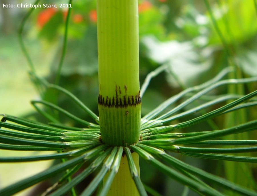 Equsetum telmateia