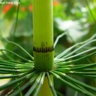 Equsetum telmateia