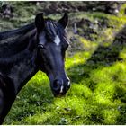 Equus