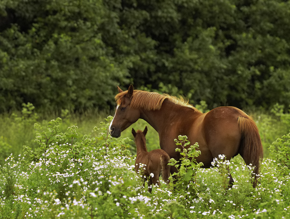 Equus