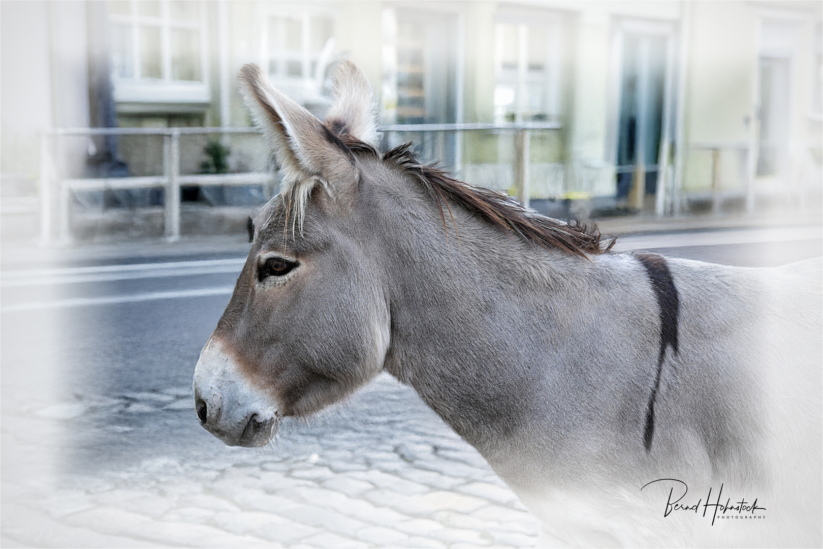 Equus asinus asinus ...... Ausgebüxt