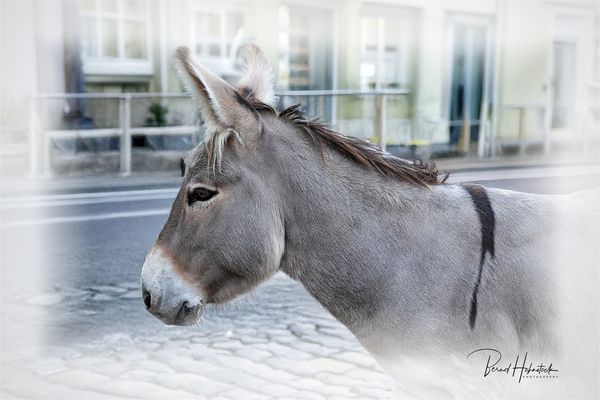 Equus asinus asinus ...... Ausgebüxt