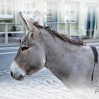 Equus asinus asinus ...... Ausgebüxt