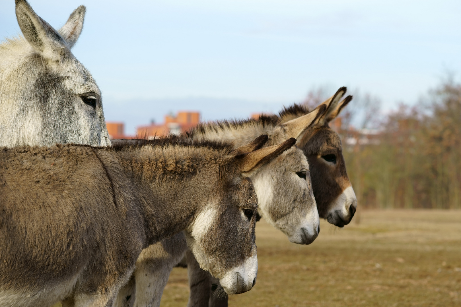 Equus asinus asinus - Hausesel