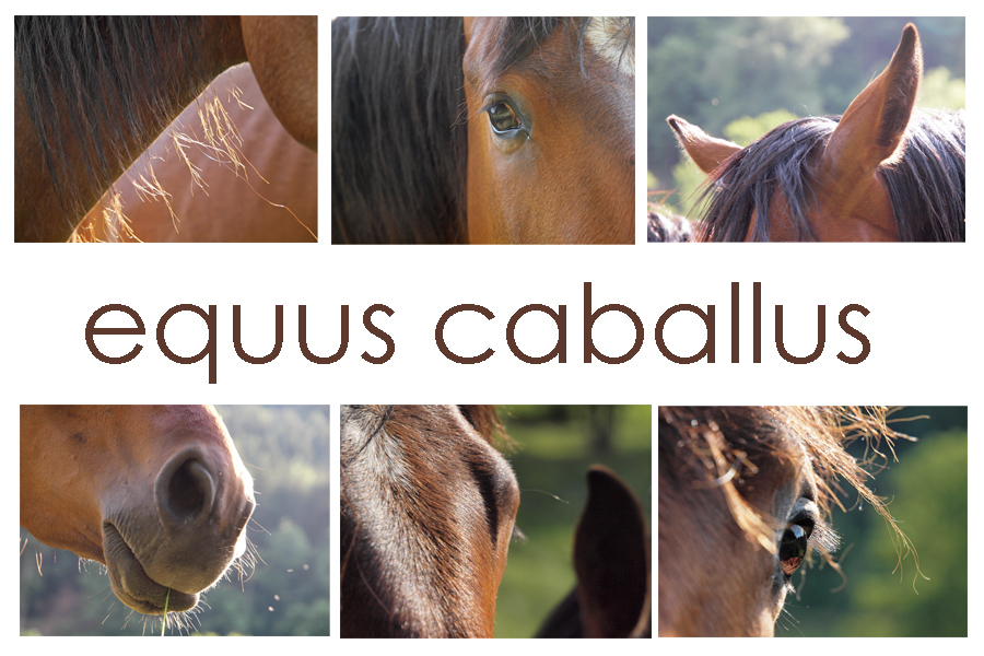 equus caballus