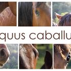 equus caballus