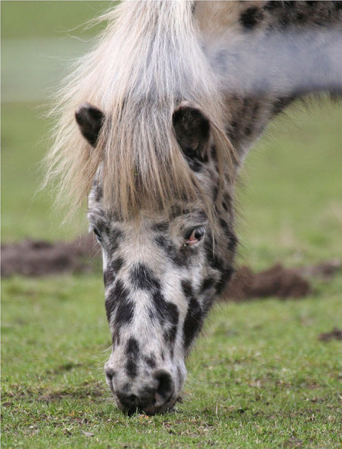 Equus caballus carnevale