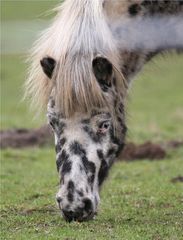 Equus caballus carnevale