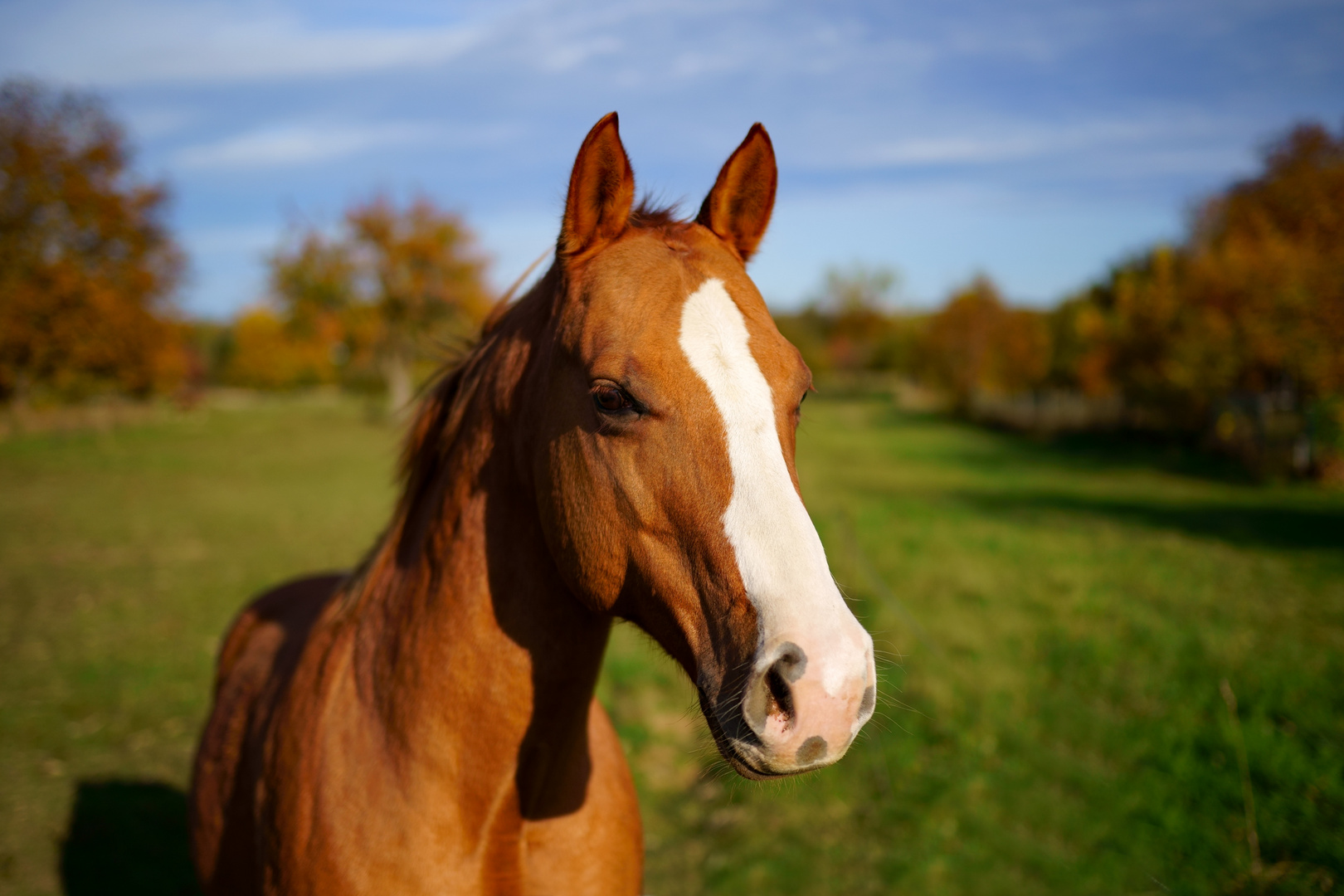 Equus caballus - Hauspferd