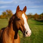 Equus caballus - Hauspferd