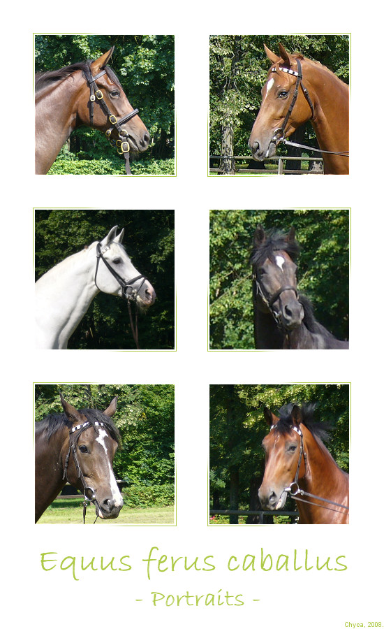 Equus ferus caballus - Portraits -