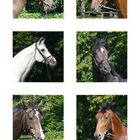 Equus ferus caballus - Portraits -