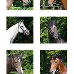 Equus ferus caballus - Portraits -