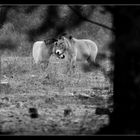 Equus ferus przewalskii in Tennenlohe