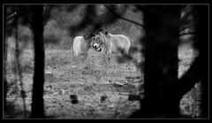 Equus ferus przewalskii in Tennenlohe