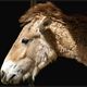Equus Przewalski