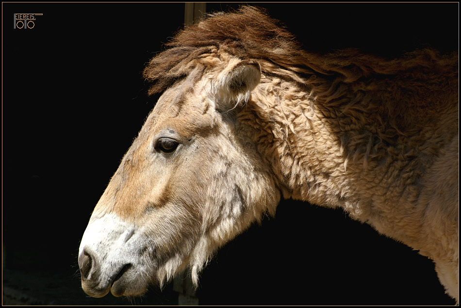 Equus Przewalski