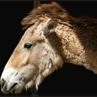 Equus Przewalski