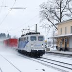 Equus Quagga Bavaricus im Schnee