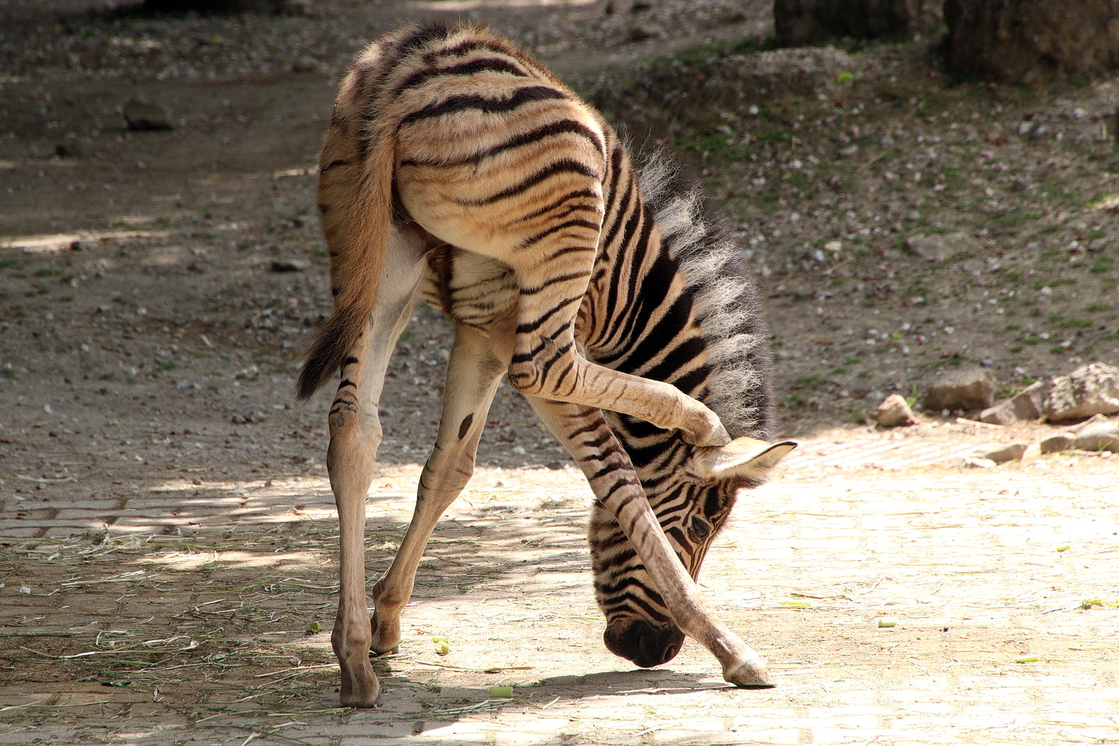 Equus quagga burchelli