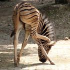 Equus quagga burchelli