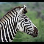 Equus quagga (Steppenzebra)