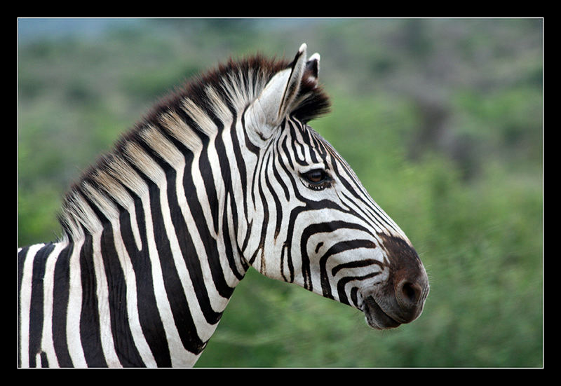 Equus quagga (Steppenzebra)