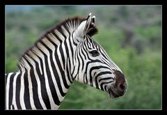 Equus quagga (Steppenzebra)