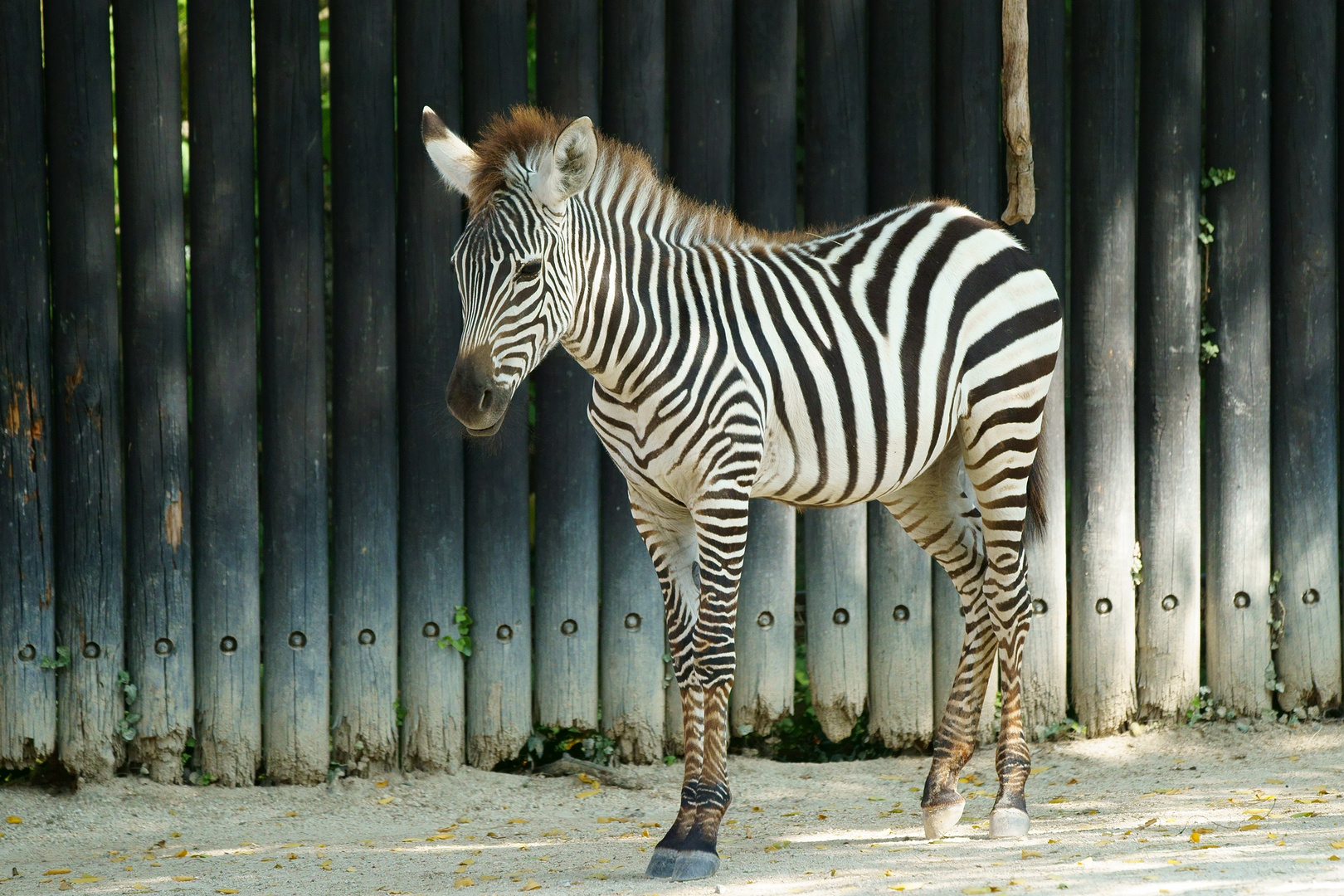 Equus quagga Steppenzebra, Pferdezebra Foto & Bild deutschland