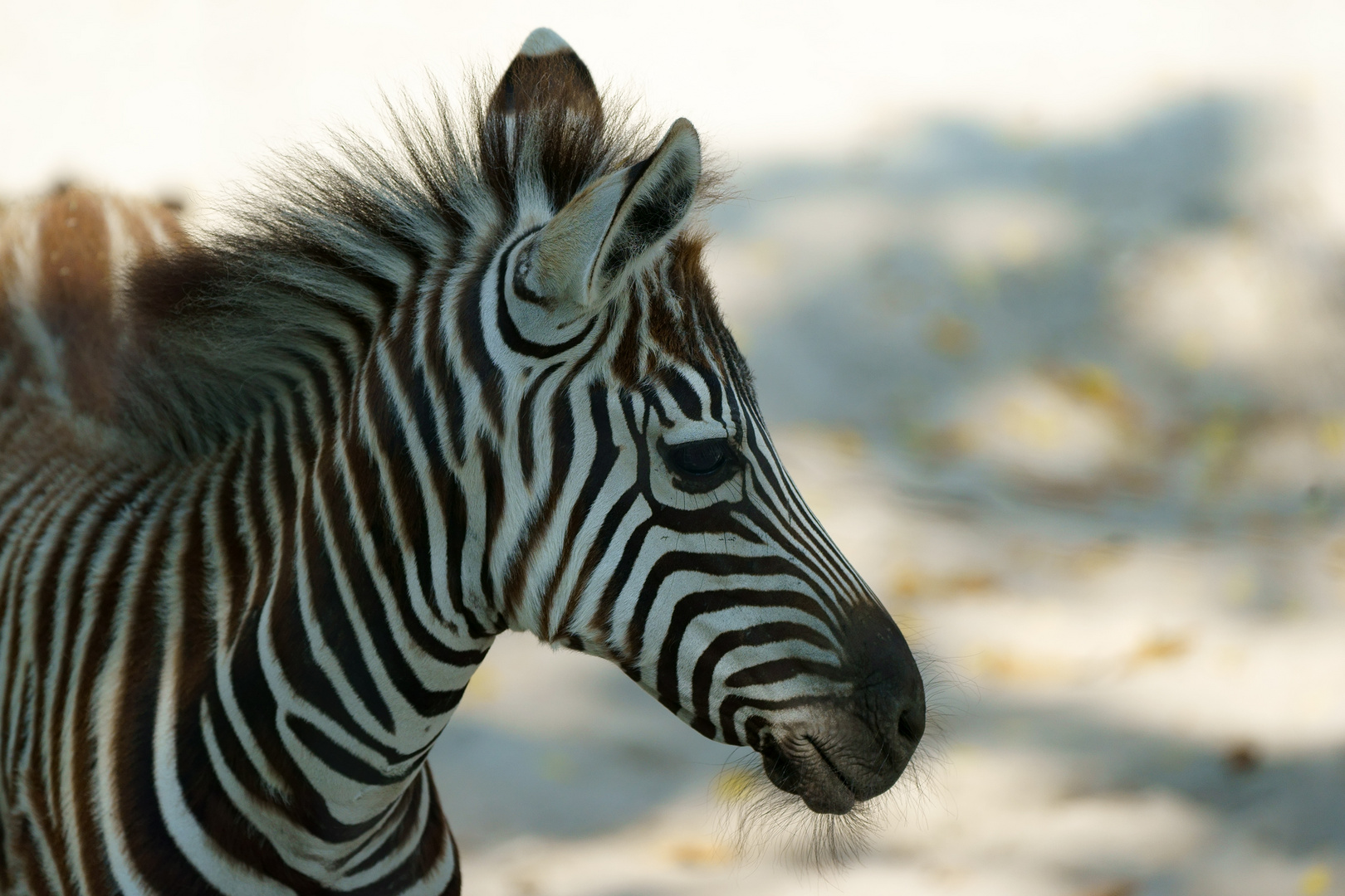 Equus quagga Steppenzebra, Pferdezebra Foto & Bild deutschland
