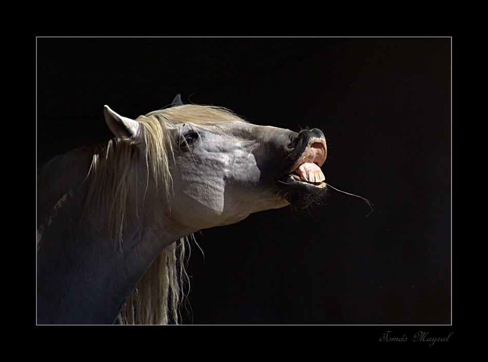 Equus Sonrisas