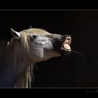 Equus Sonrisas