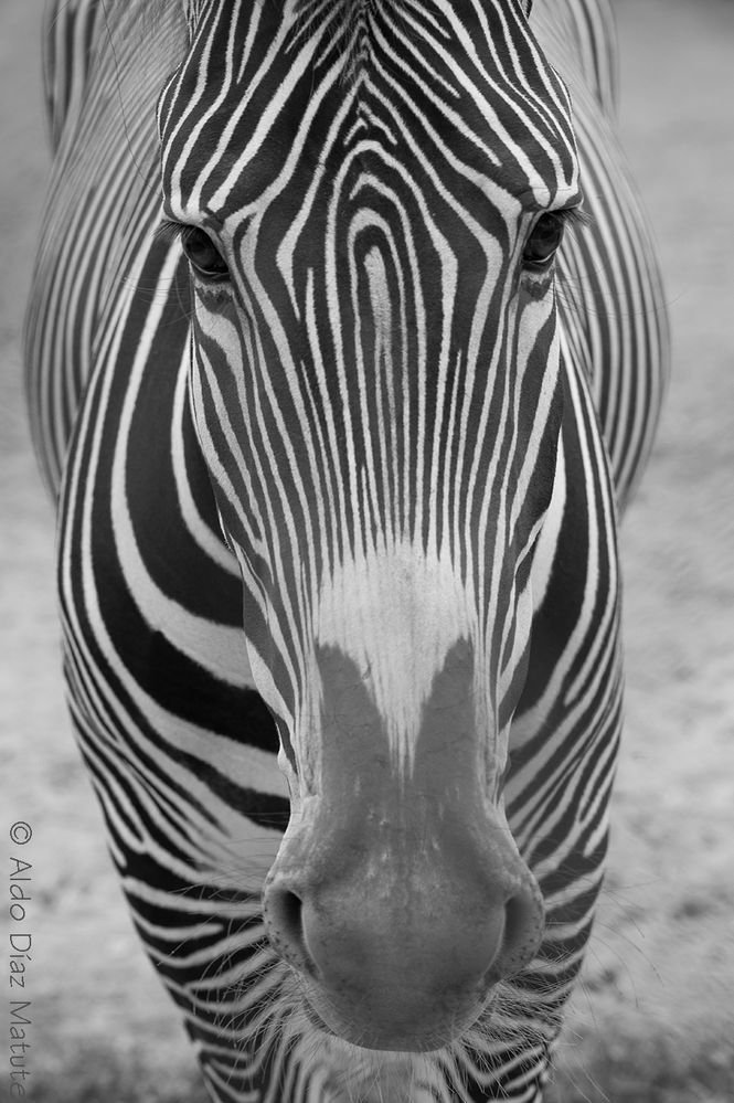 Equus zebra