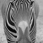 Equus zebra