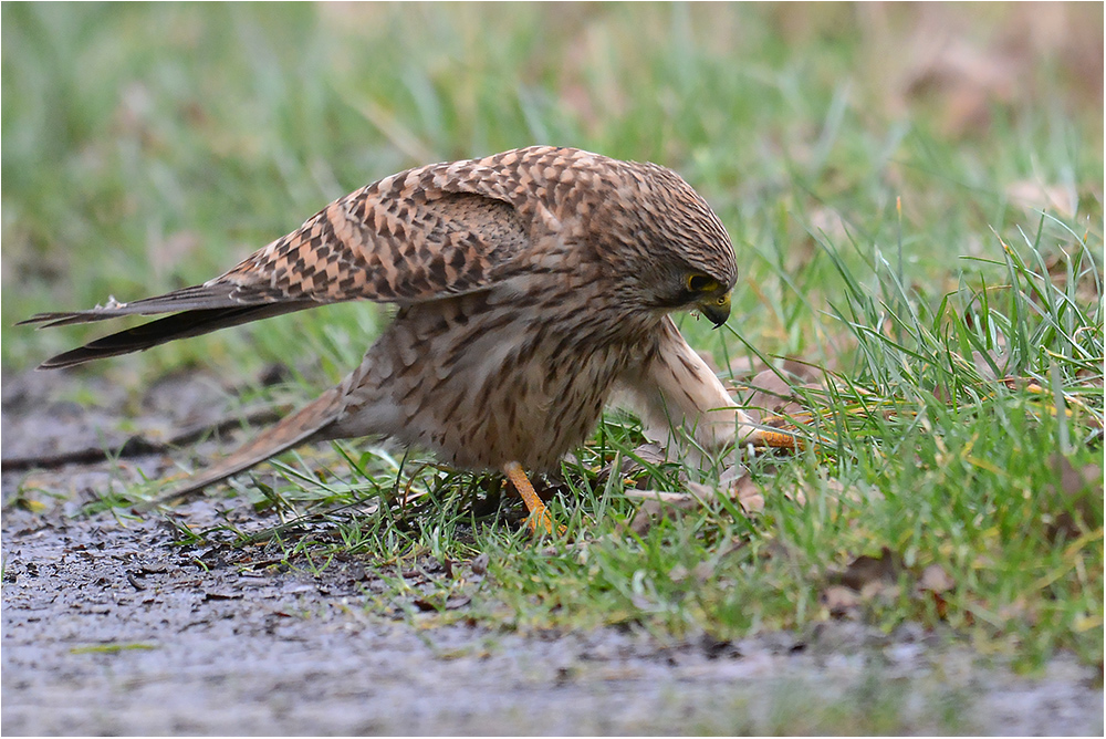 Er "angelt" sich einen Regenwurm . . .