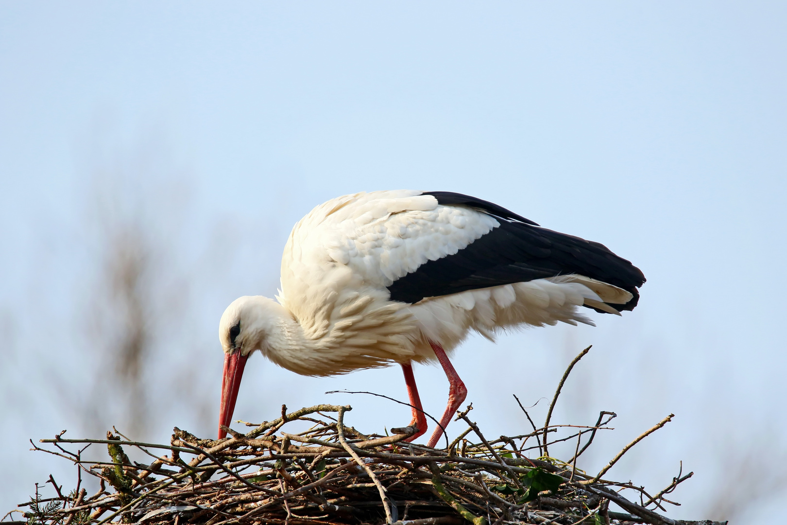 Er baut bereits am Nest