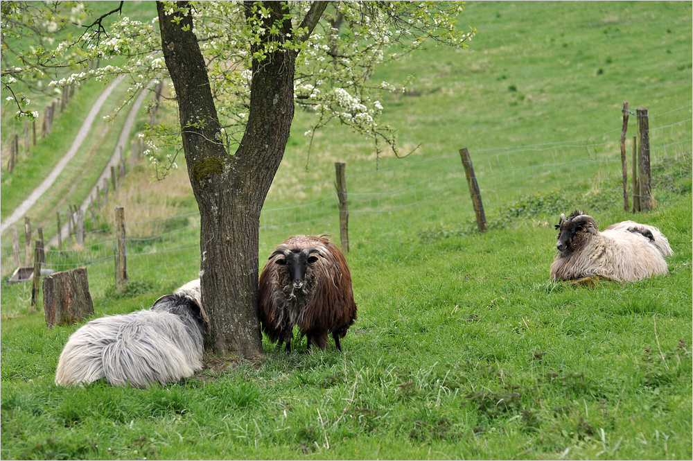 Er behält den Fotografen genau im Blick...