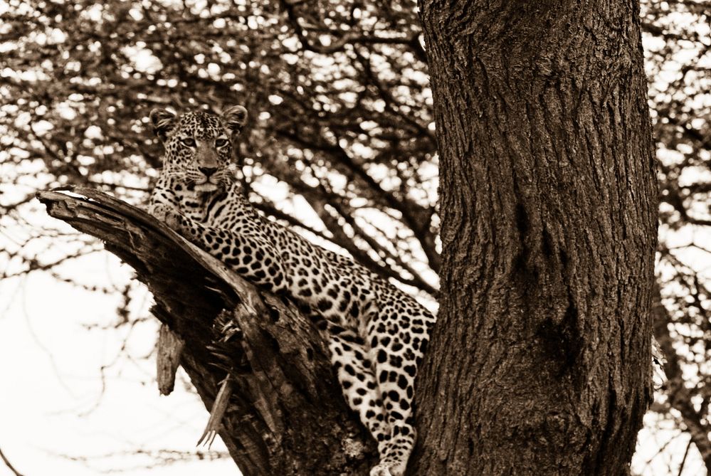 Er beobachte uns auf der Safari von Inmaculada Martín Hurtado 