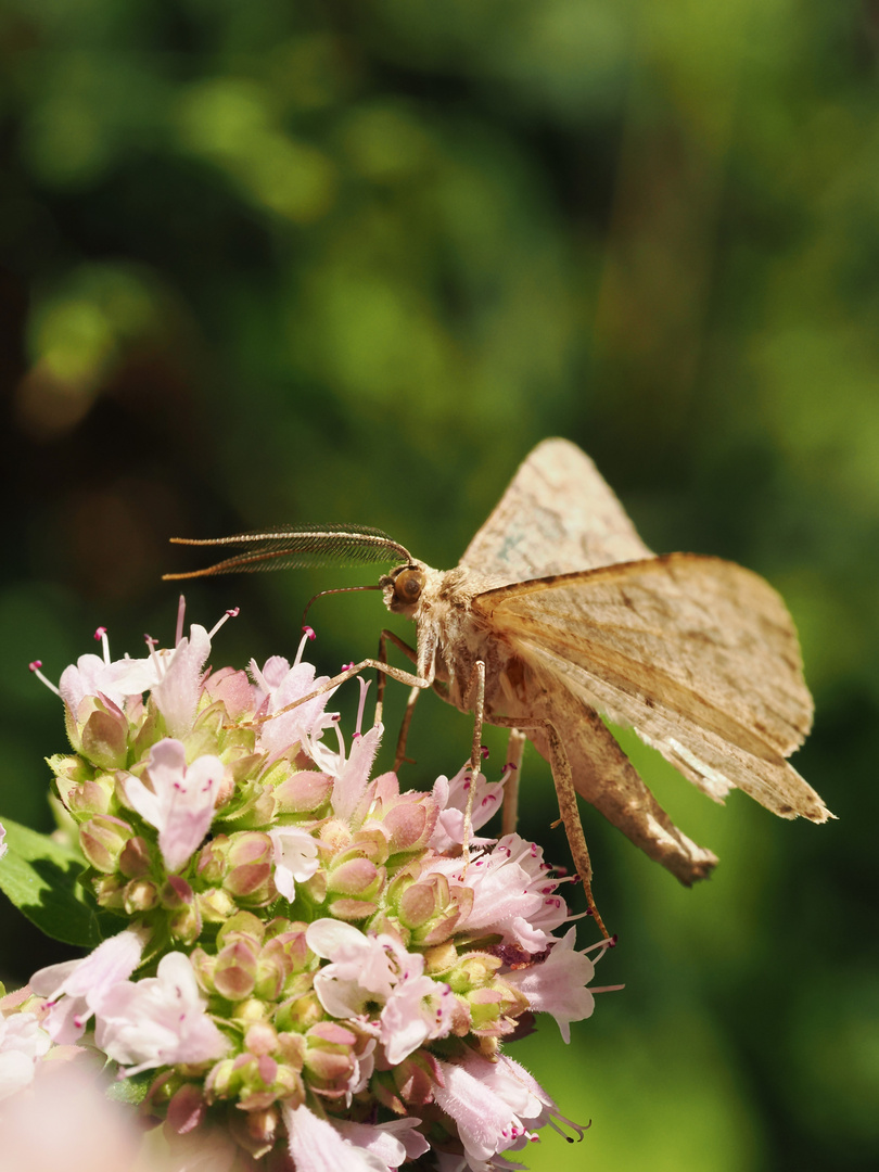 Er bereichert die Natur und 