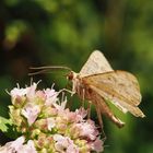 Er bereichert die Natur und 